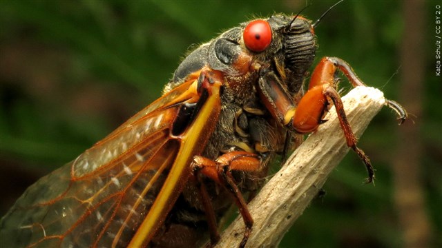 A rare, historically massive cicada season is coming