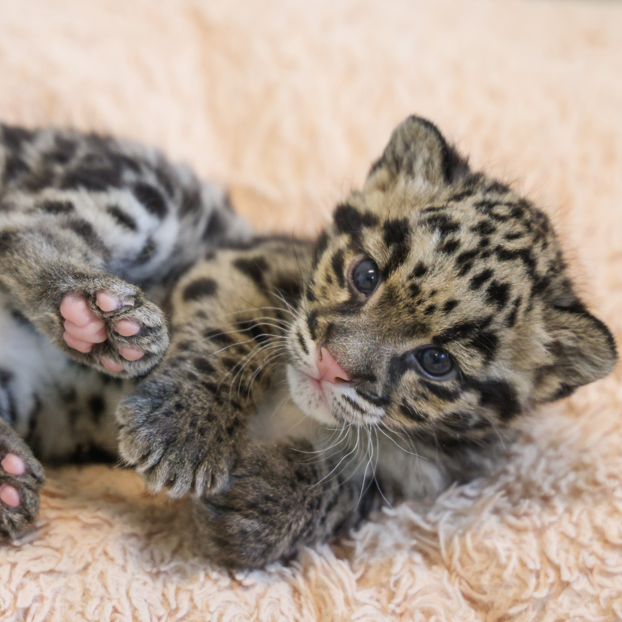 Nashville Zoo introduces 'Azi' the clouded leopard