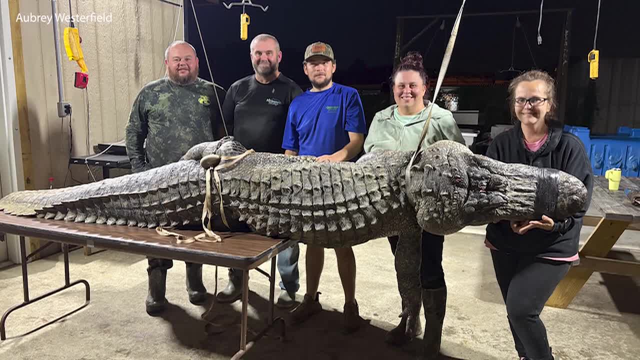 Hunting group catches massive 12-foot gator