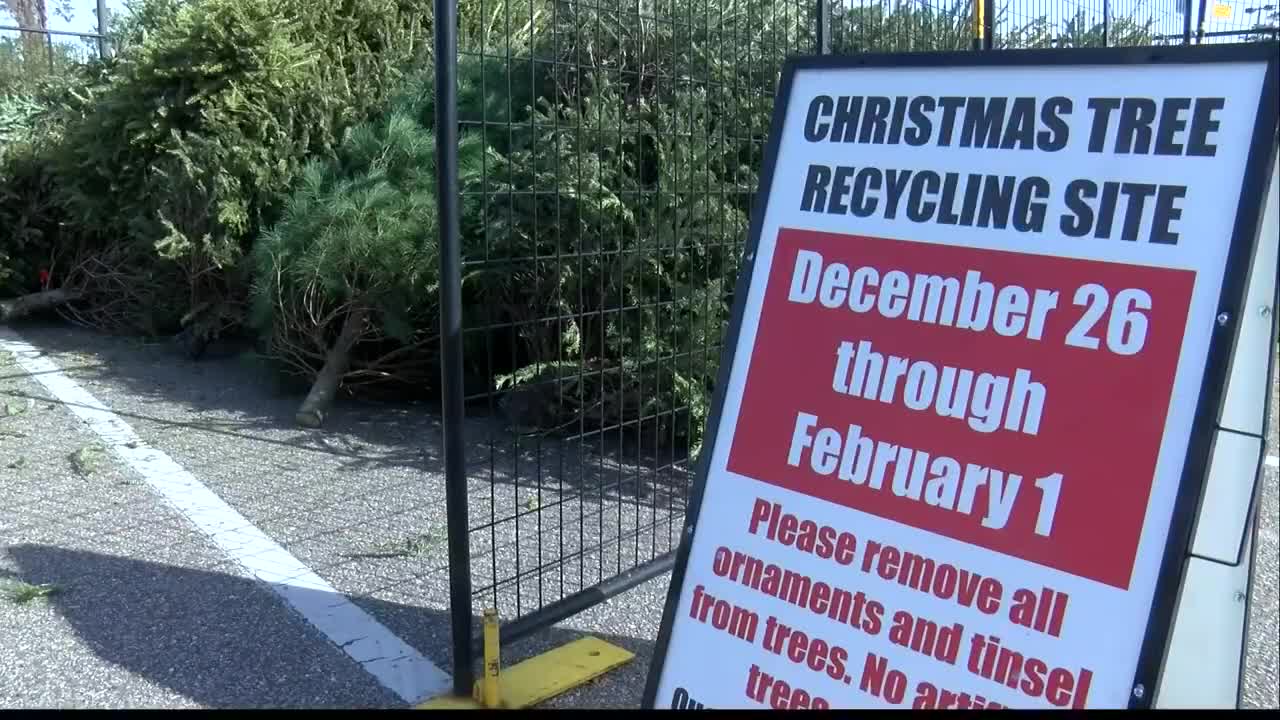 Christmas Tree Drop Off Wilmionton Nc 2022 Here's How To Recycle Your Christmas Tree In New Hanover Co.