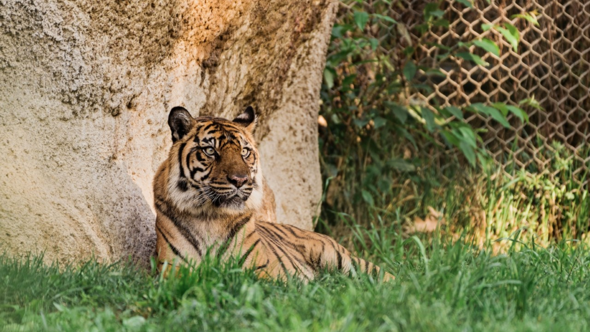 Memphis Zoo announces poll to name Sumatran tiger cubs