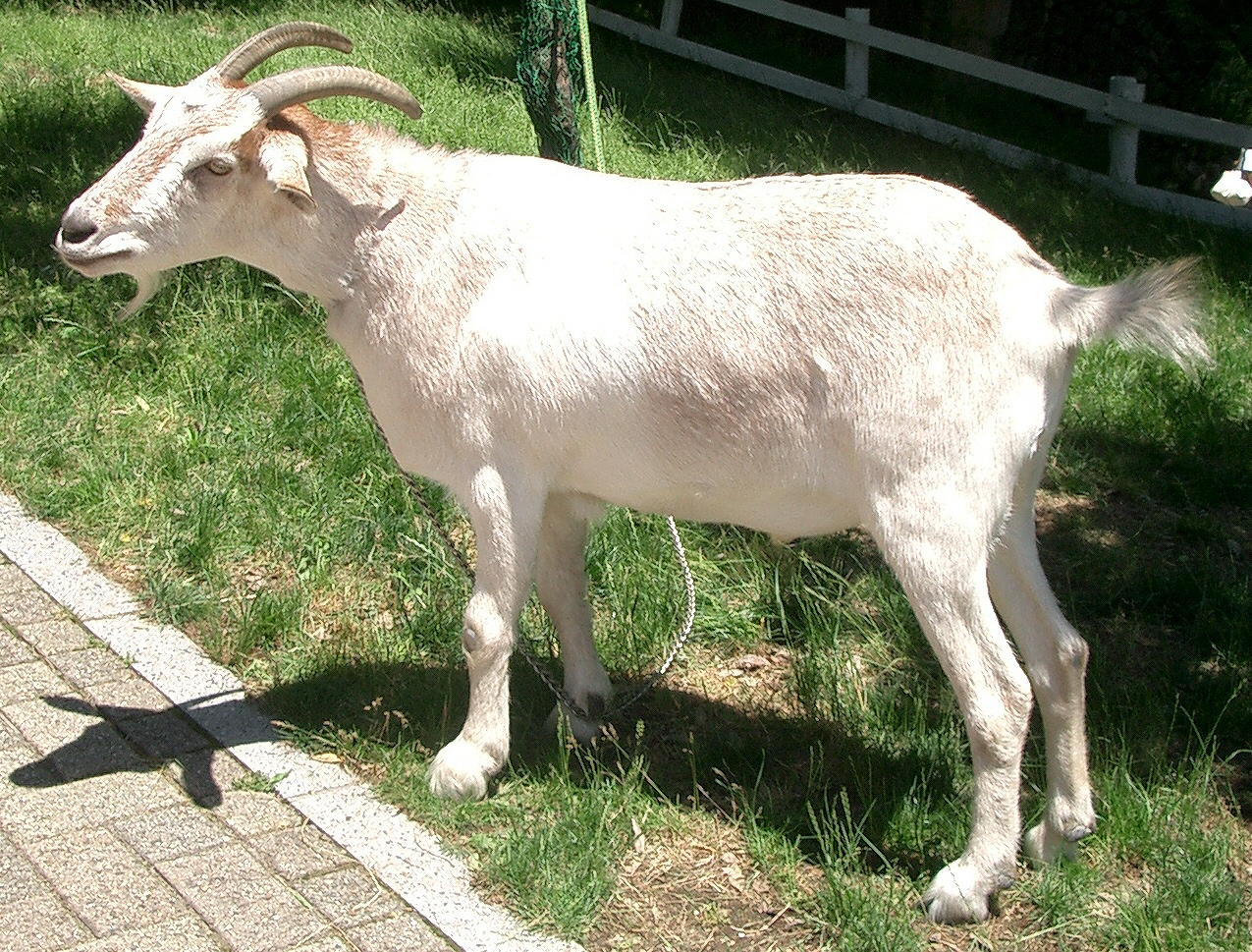 Escaped Goat Spotted, PETA Sends Letter to University of Iowa