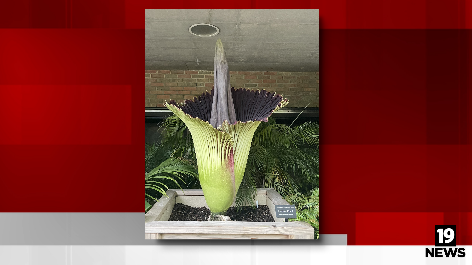 Cleveland Metroparks Zoo's smelly corpse flower is blooming