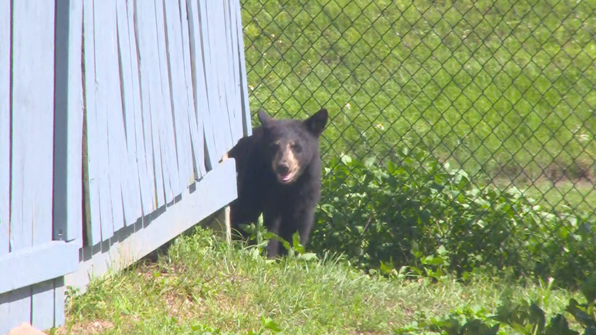 Bear cub sets up shop at Tallahassee apartment complex