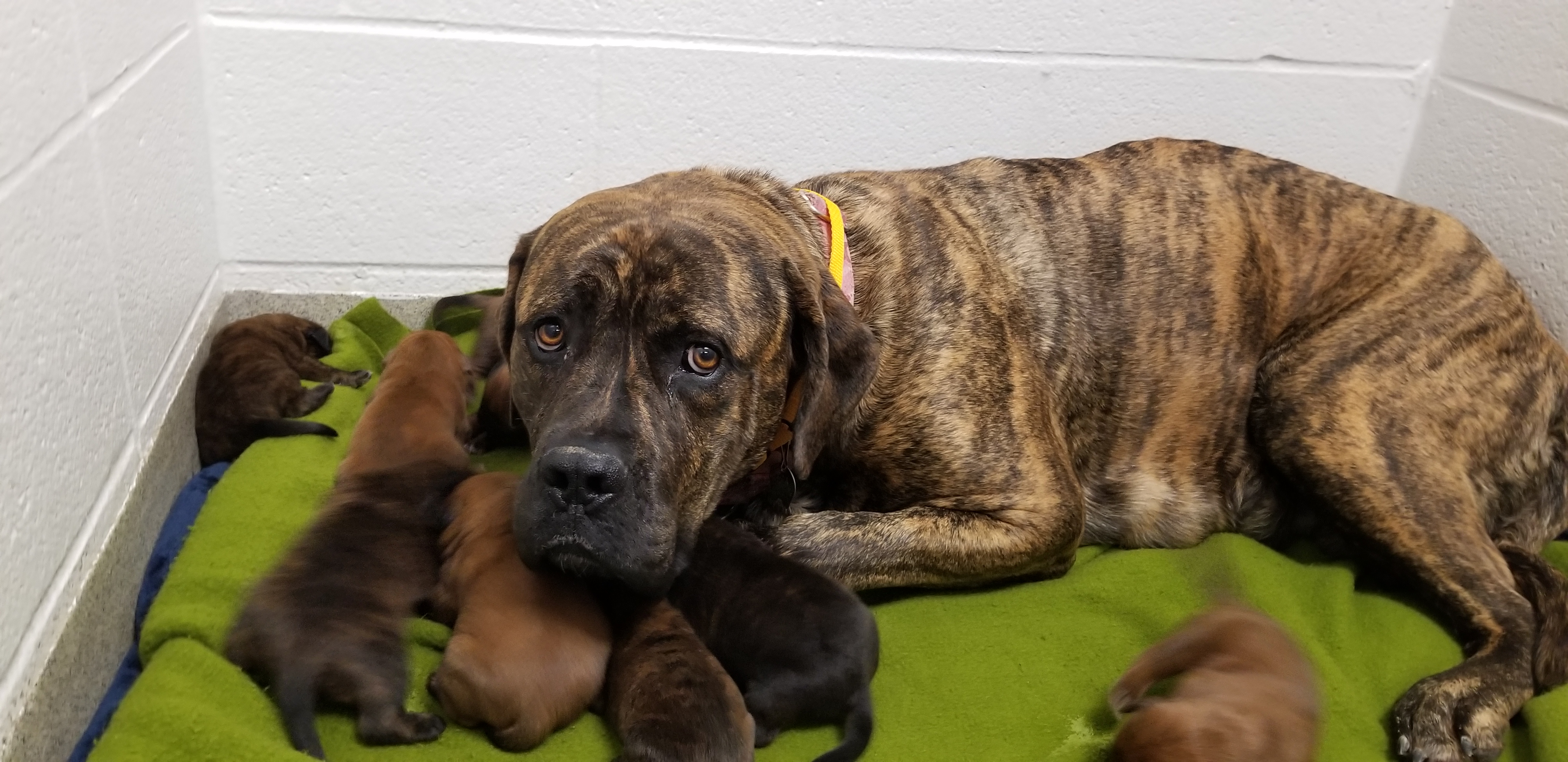 Humane Society rescues 19 dogs and puppies in Hickory County