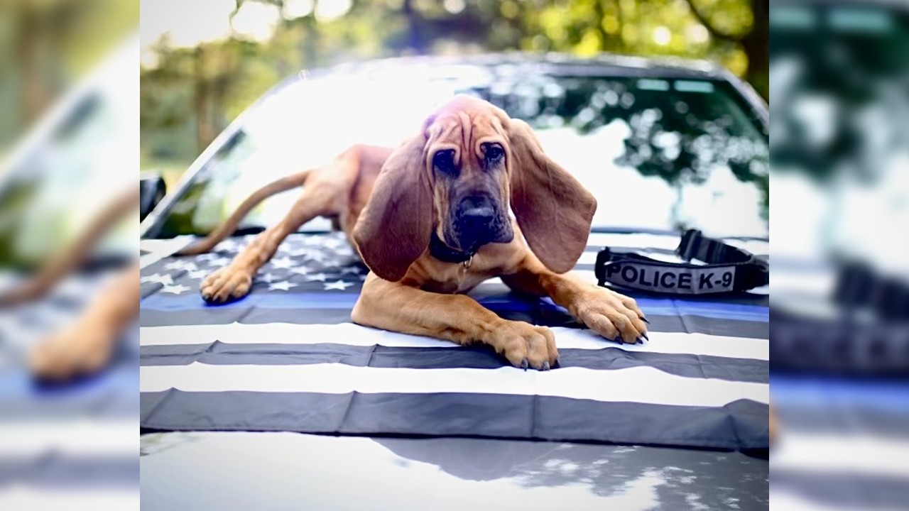 Gastonia's K-9 Bo named Law Enforcement Hero Dog of the Year for 2024