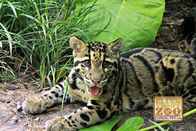 Lufkin's Ellen Trout Zoo welcomes 2 clouded leopard cubs