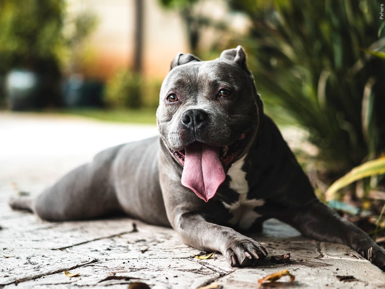 What Cities Have Banned Pit Bulls