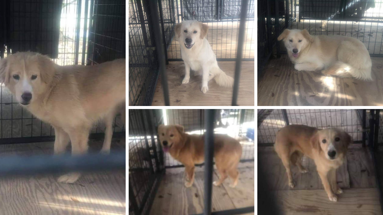 Grand strand hot sale golden rescue