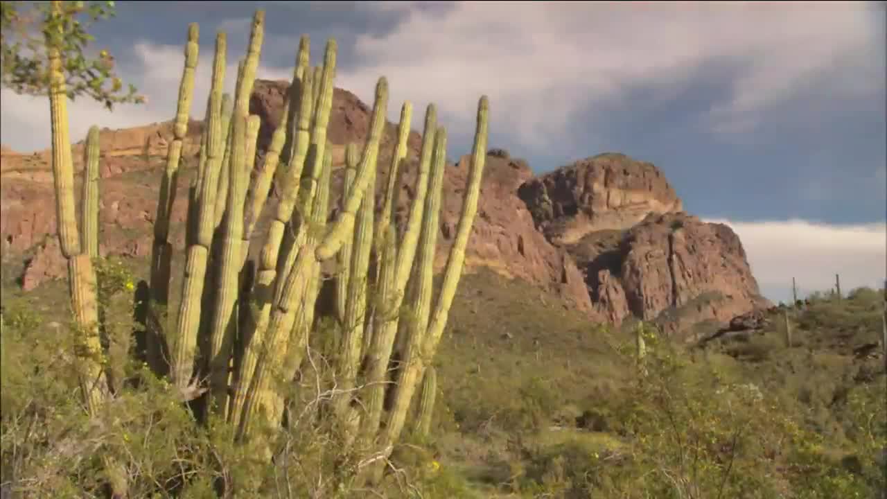 Wildflowers - Organ Pipe Cactus National Monument (U.S. National