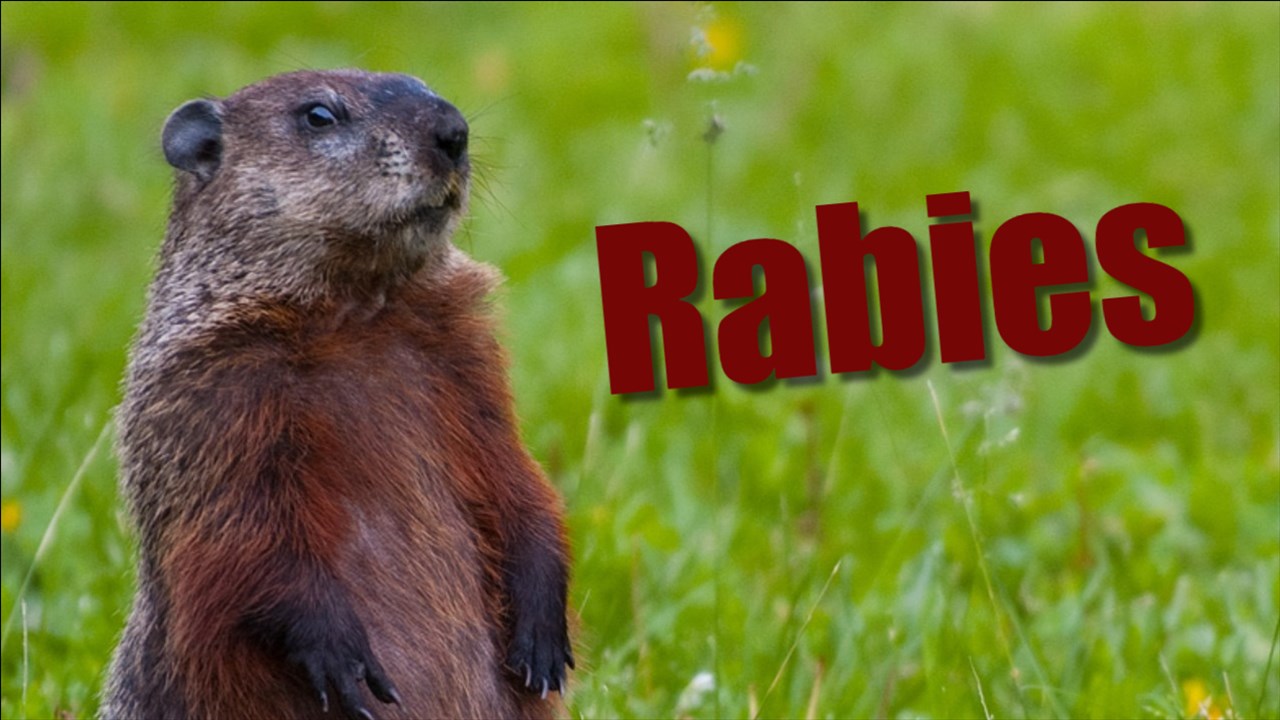 Pet groundhog tests positive for rabies in northeast Harrisonburg