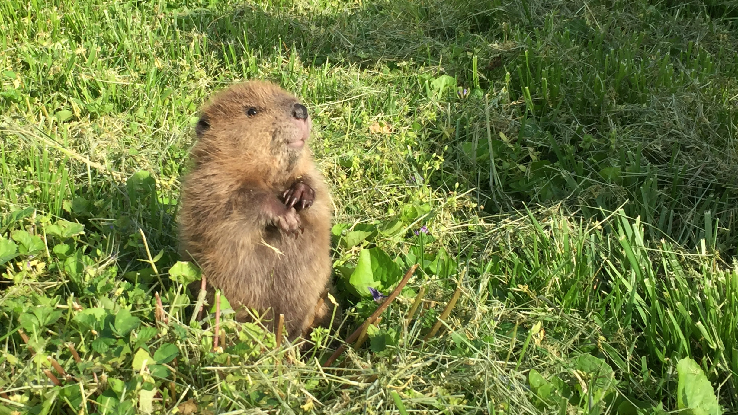 Rescued baby beaver Beatrice dies