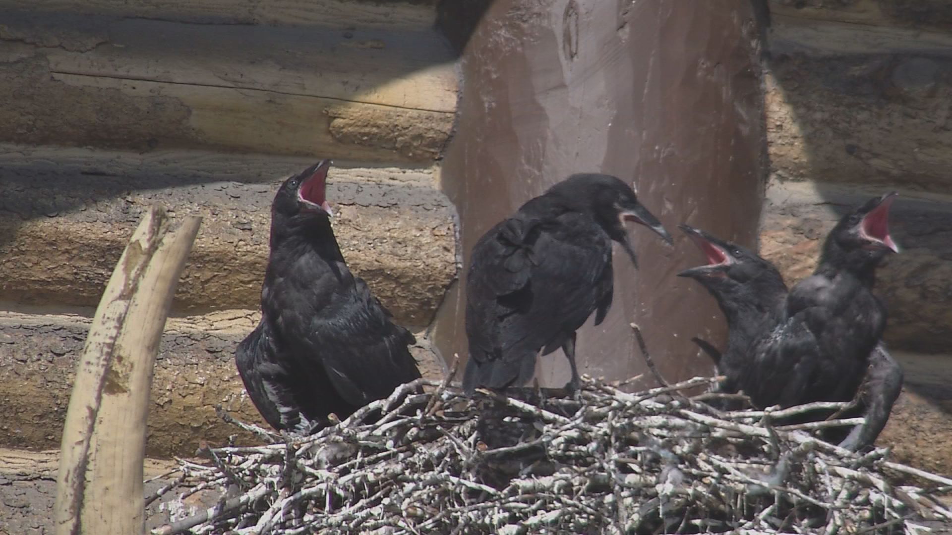Ravens set up shop disguised as a woolly mammoth