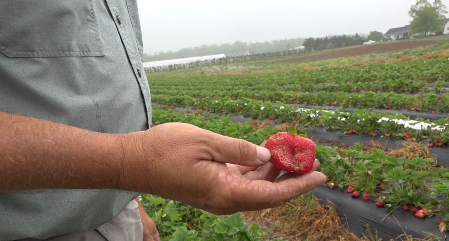 Harvesting and Selling Strawflowers — Brimwood Farm