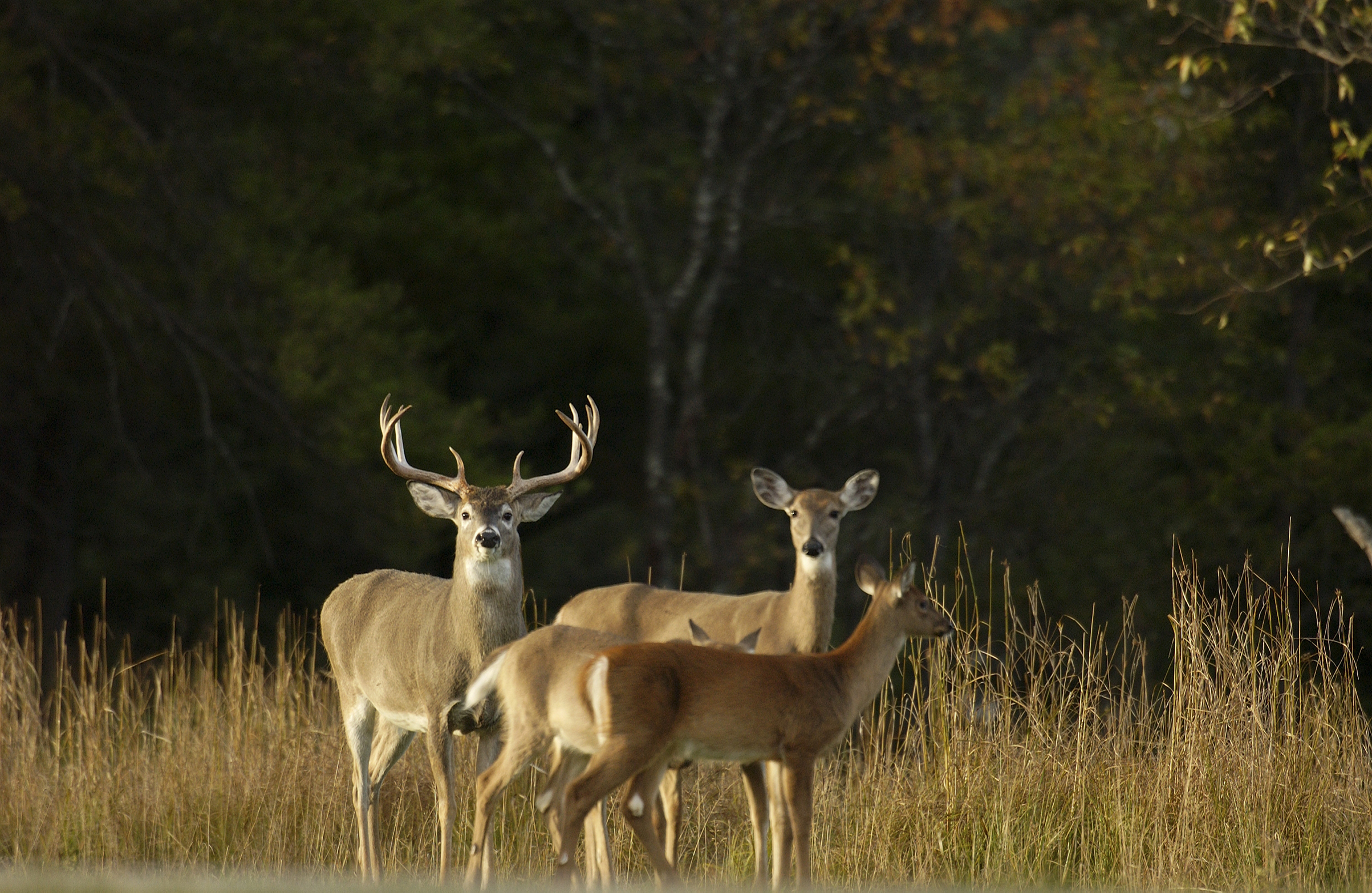 Wisconsin Deer Hunting 2021