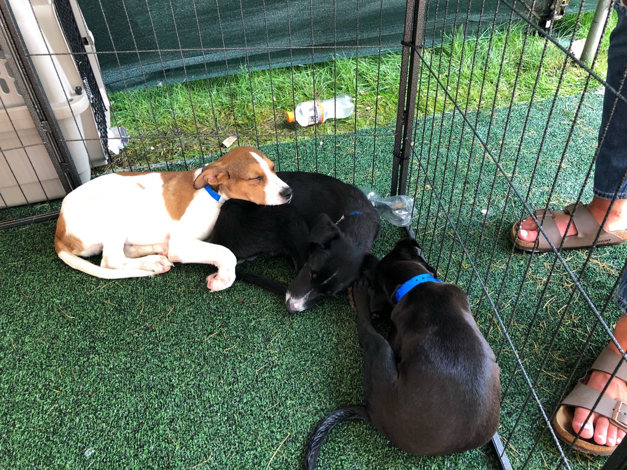 Cleveland Browns Help 82 Ohio Puppies Get Adopted, Look At Them!!!