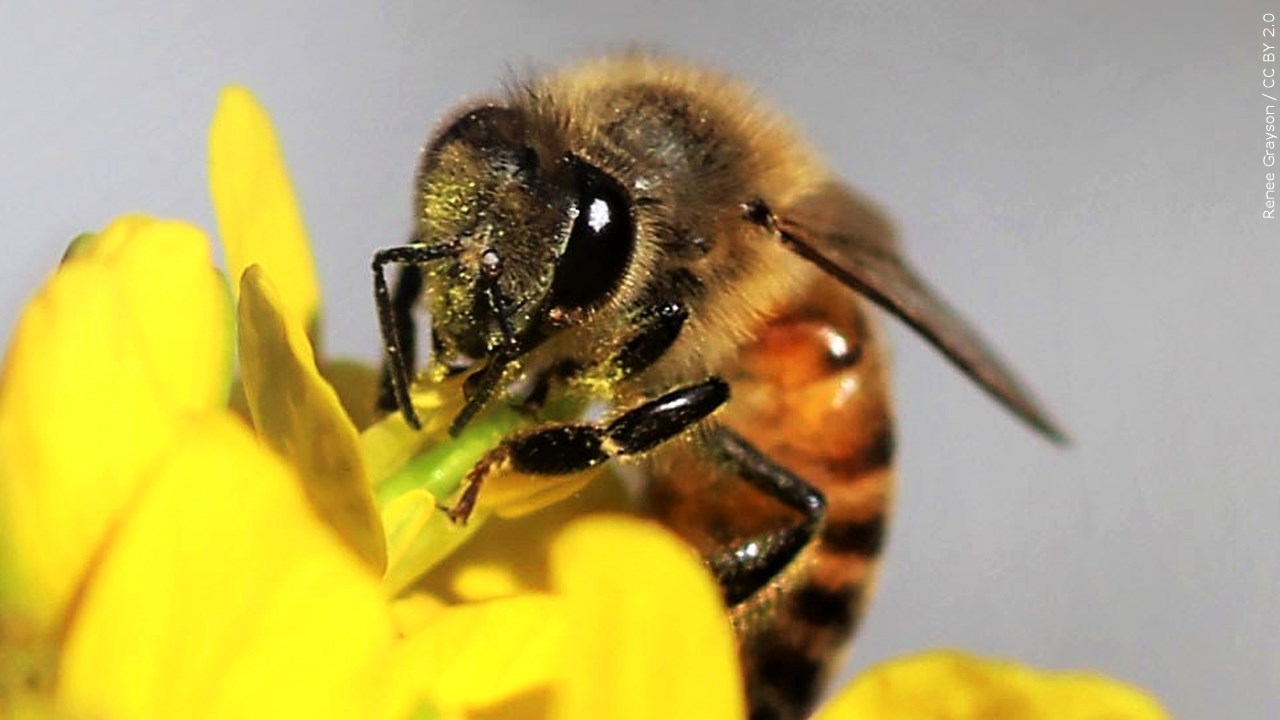 Bee Careful: Bee Safety 101