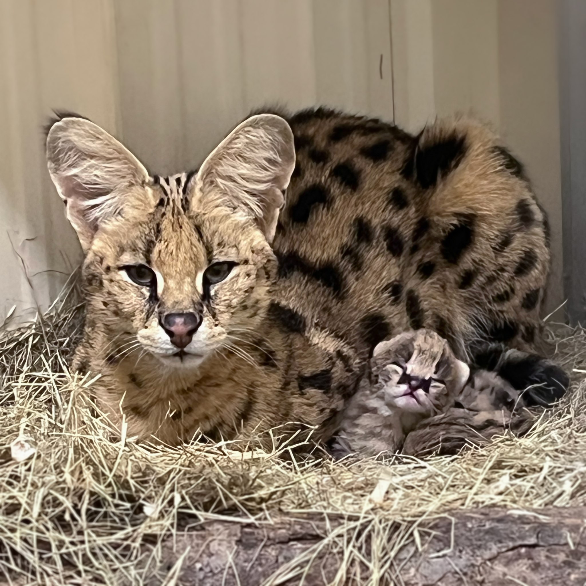 Twin serval cats born at Nashville Zoo