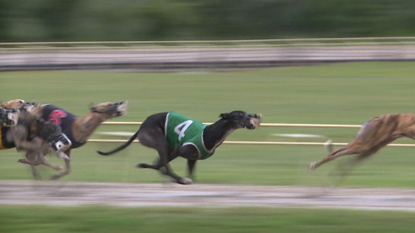 What Will Happen To The Florida Greyhounds