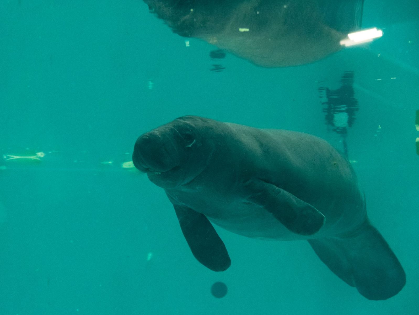 Georgia Aquarium steps up to rescue and rehabilitate 2 orphaned manatees