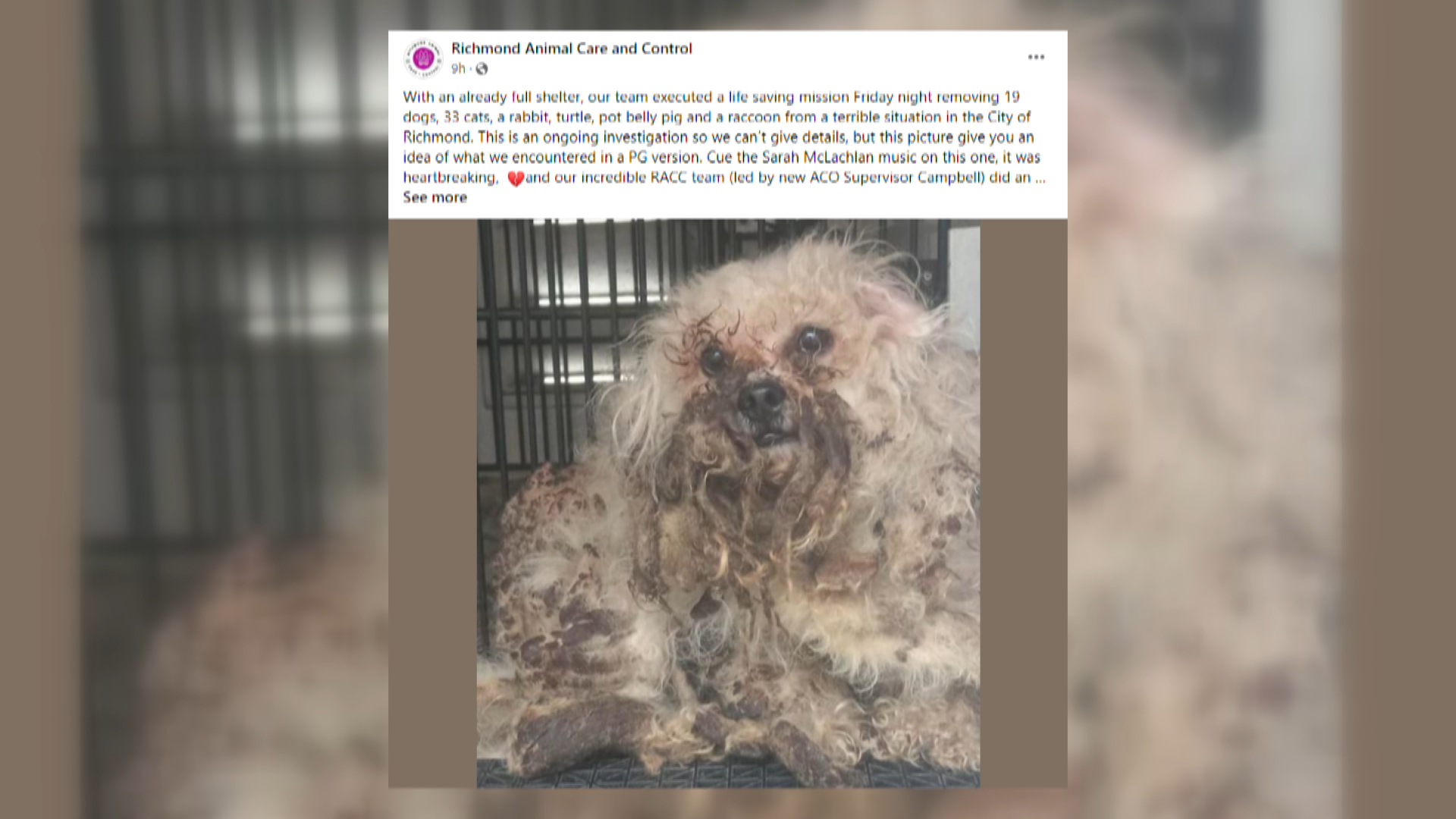 Just heartbreaking': RACC rescues nearly 60 animals from 'horrific'  conditions