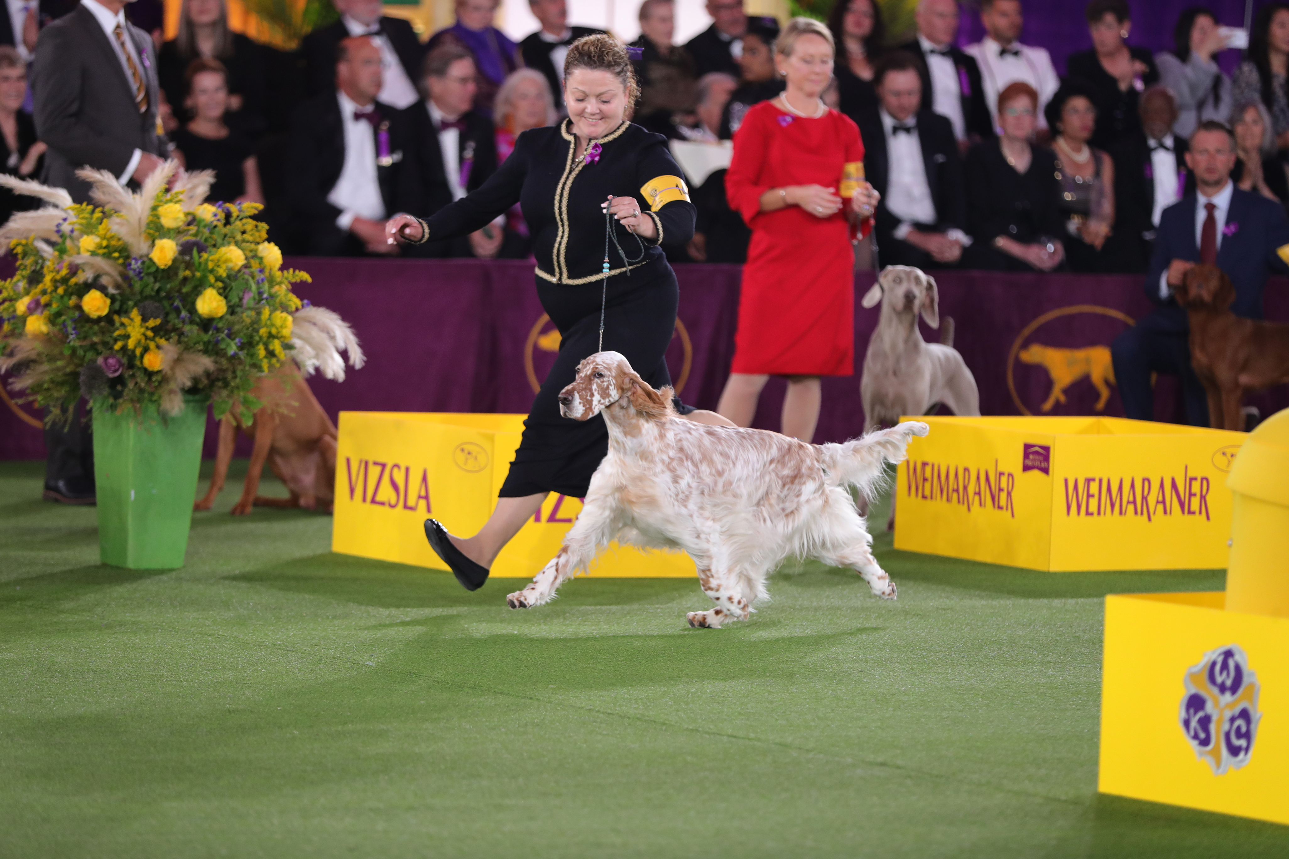 Pine Island dog wins Sporting Group at Westminster Dog Show