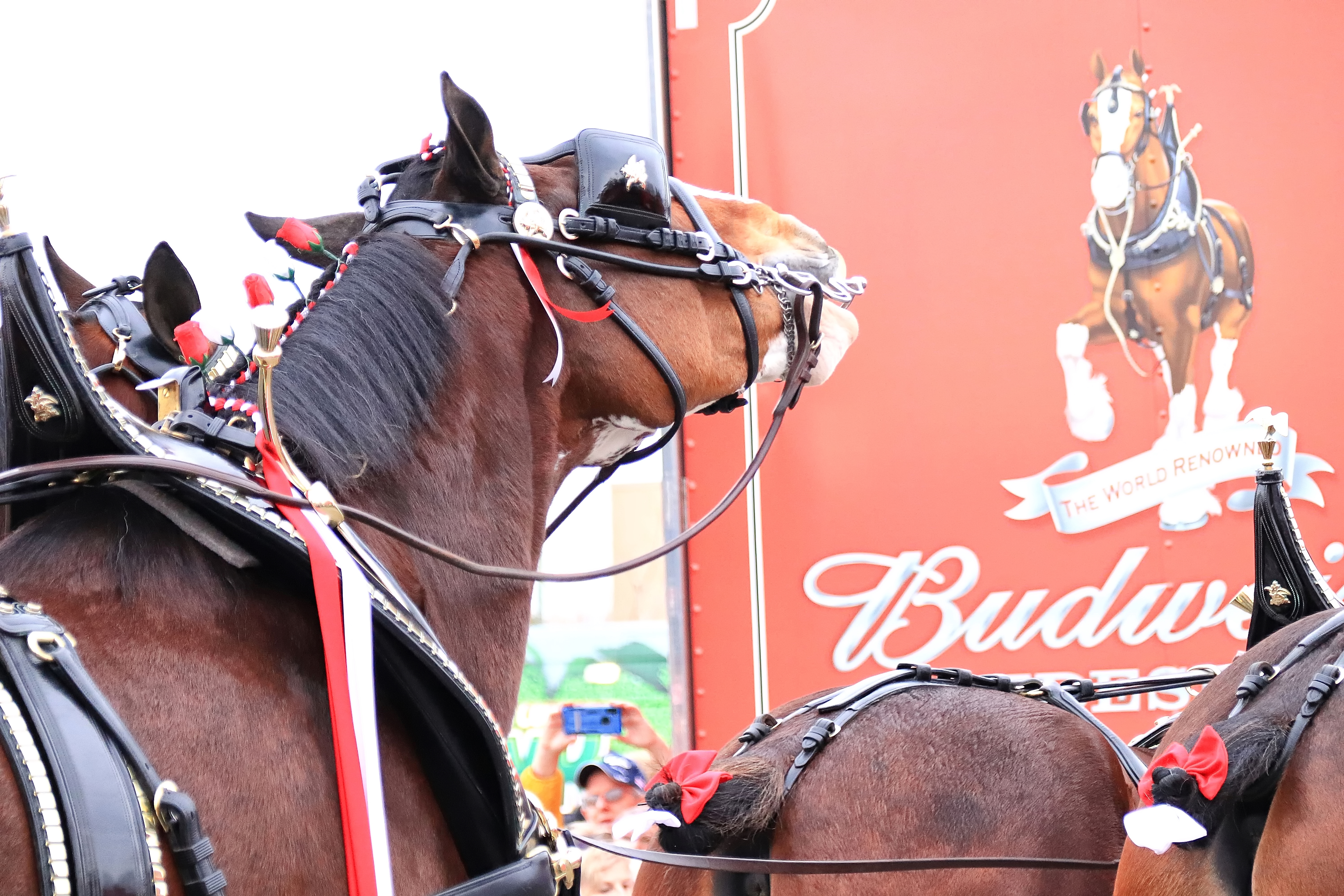 Budweiser Clydesdales To Deliver Cherry Blossom Gear To Nats