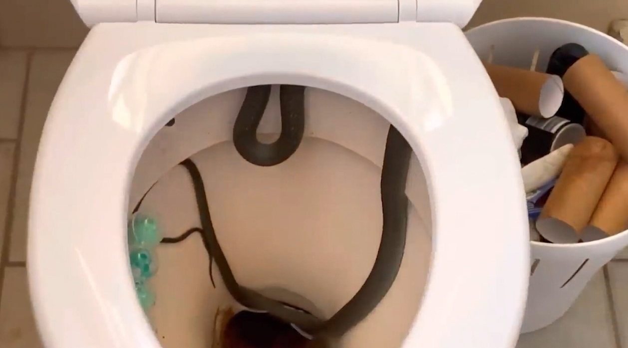 Homeowners find 4-foot snake in toilet