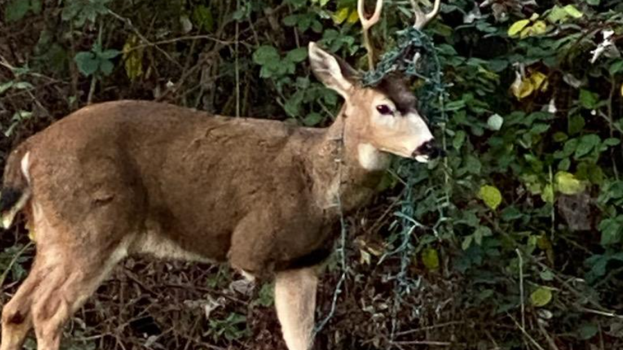 How Likely Are Deer Collisions In Alabama?