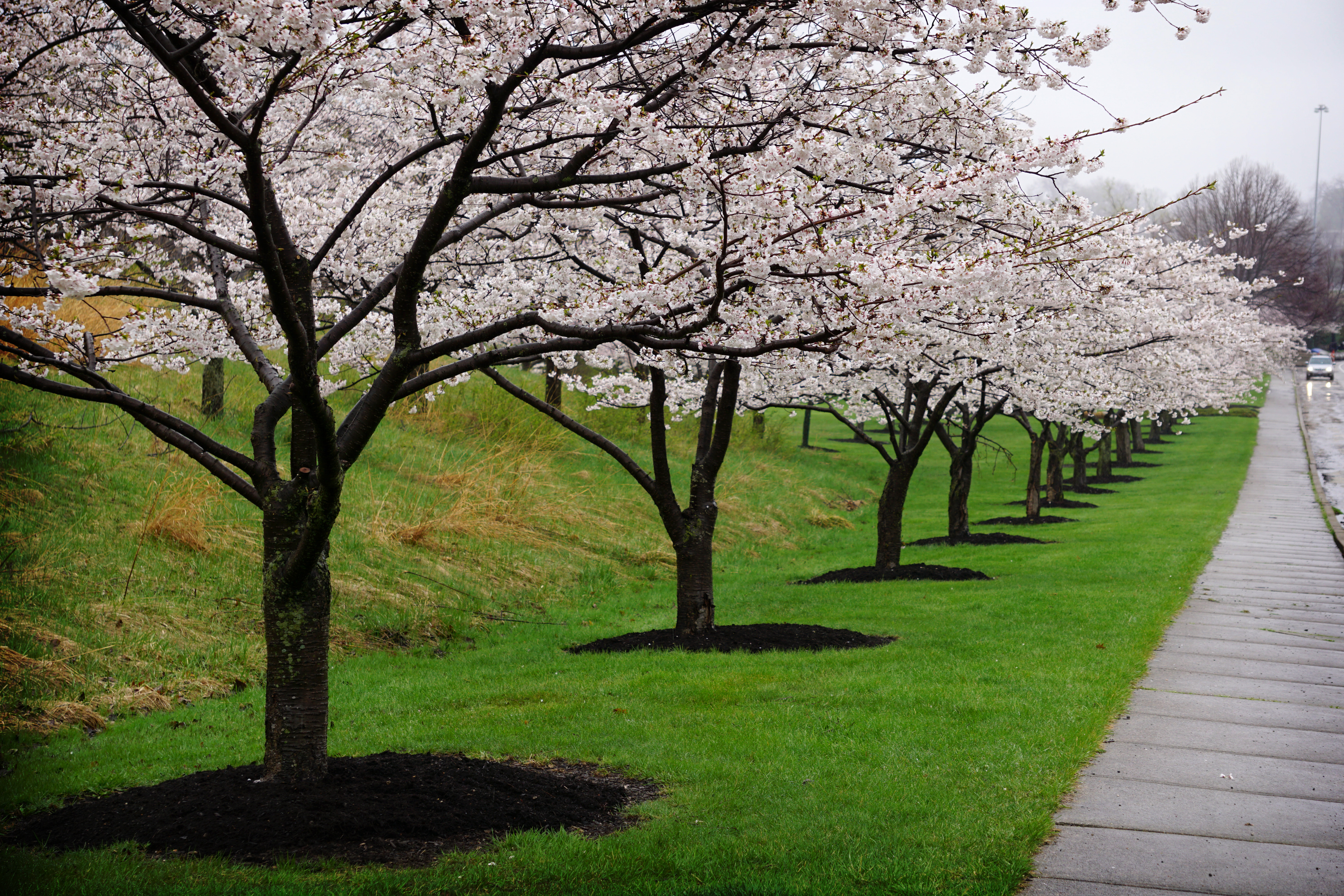 The Cherry Blossom Stroll is in bloom at Brookside Reservation