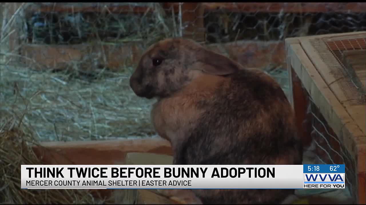 Animal shelter wants folks to rethink before adopting a bunny for Easter