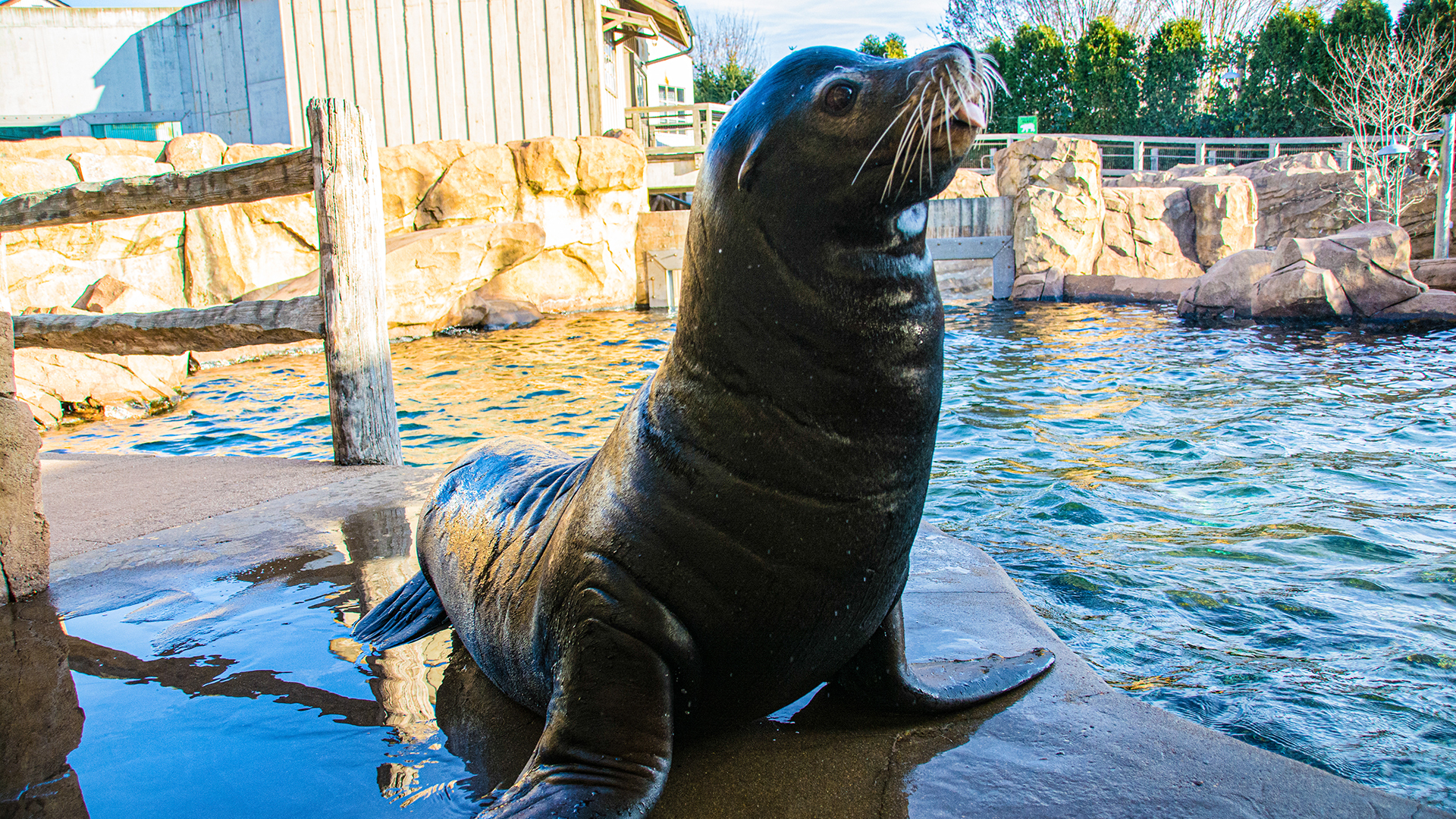 Louisville Zoo's 28-year-old California sea lion Bart has died