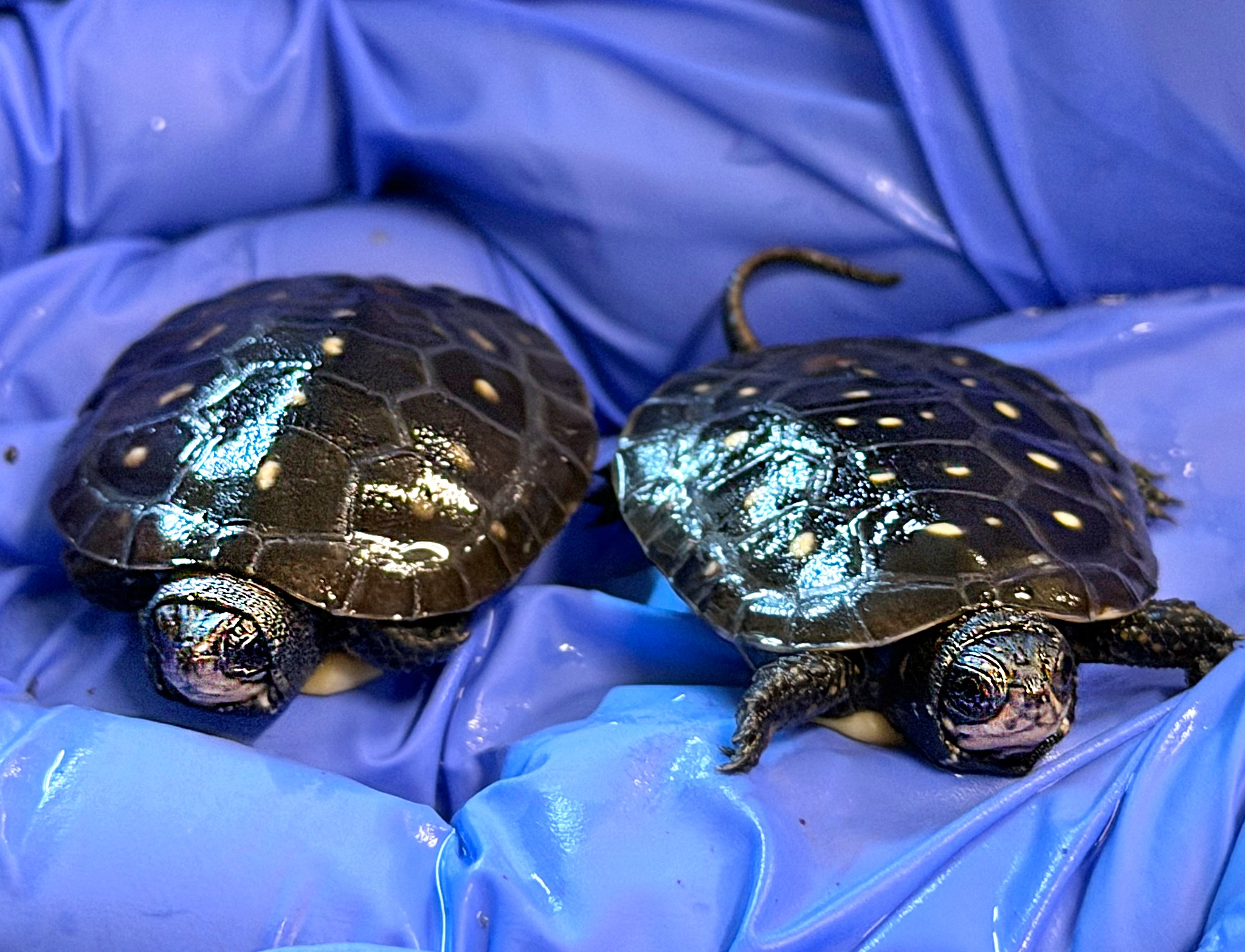 Akron Zoo welcomes 2 baby endangered spotted turtles