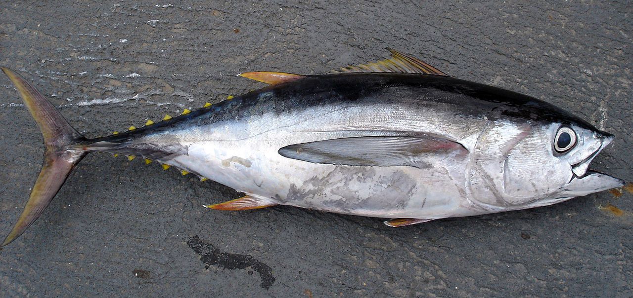 Species Spotlight: Yellowfin Tuna