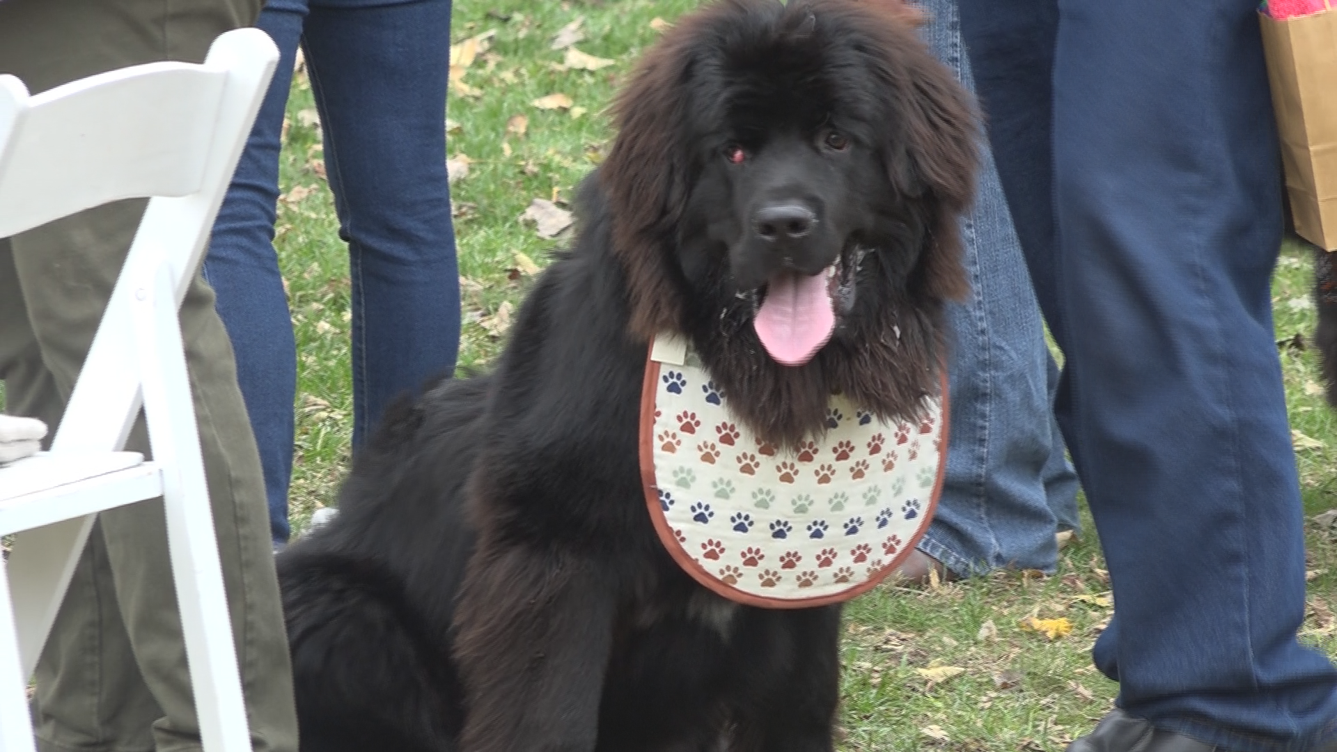 Newfoundland best sale dog kids