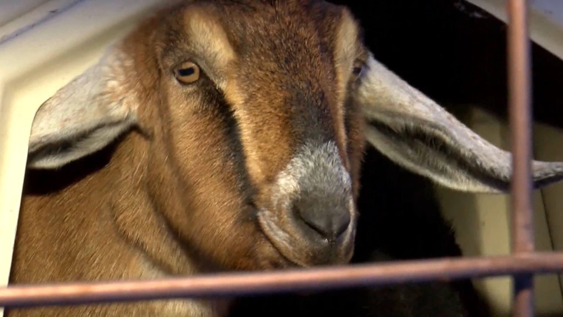 A nanny state? Vermont town elects goat as honorary mayor