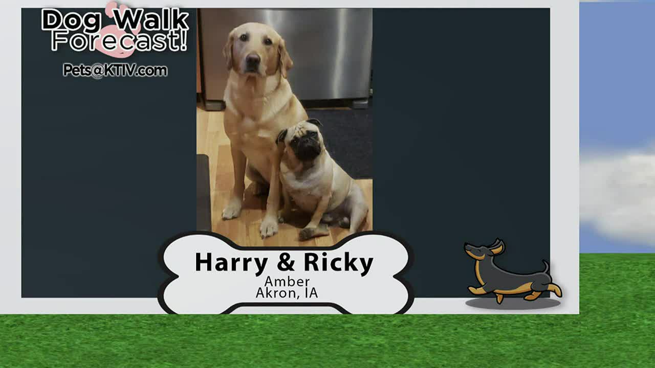 Dog Walk Forecast: Harry & Ricky