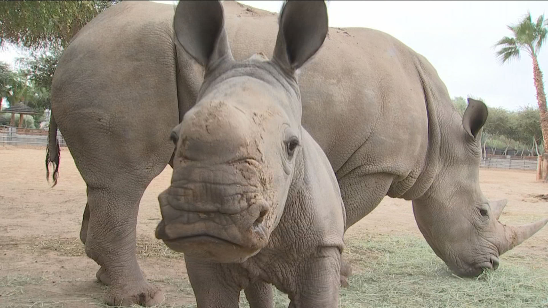 P. White Rhino PUP (from OC)【01】 P. White Rhino PUP (from OC)【01】 White rhino born at Columbus