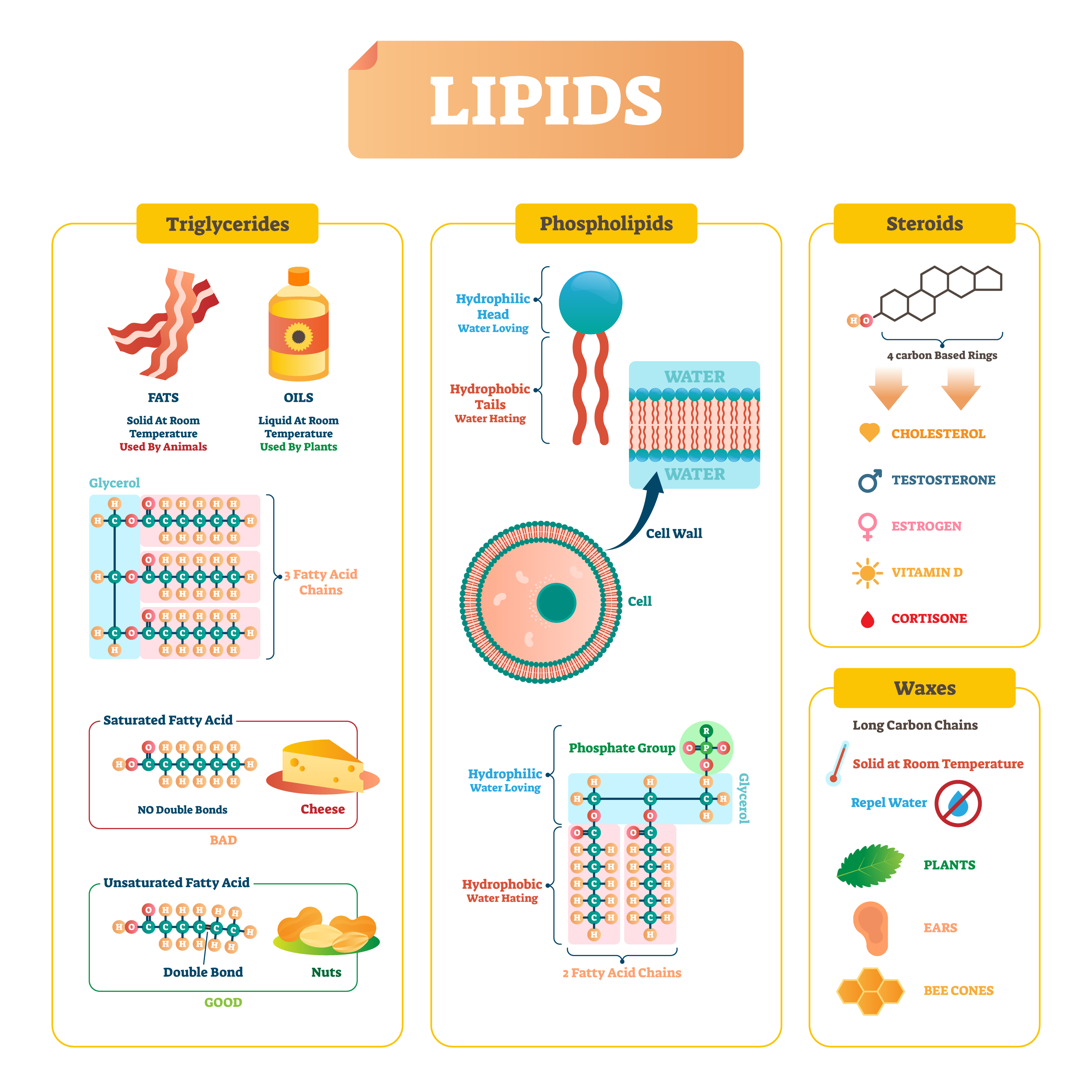 c/h lipid panel On Your Side: Who should get a lipid panel?