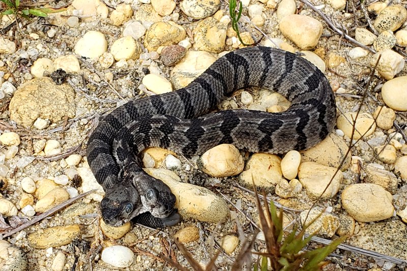 Rare, two-headed rattlesnake found in New Jersey forest