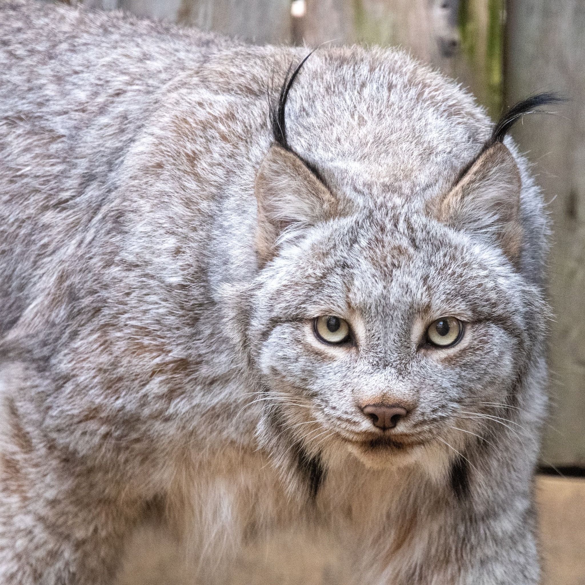 Potter Park Zoo introduces Canadian Lynx Brothers to the Mid