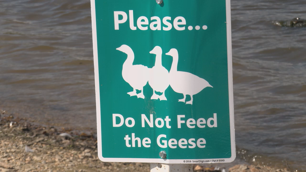 Feed the ducks' sign sparks online debate