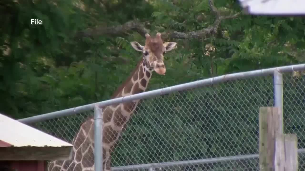 Natural Bridge Zoo owner's daughter testifies; defense witnesses