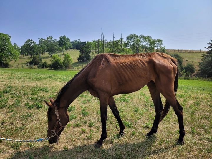 2022-07-07 - The Crewe-Burkeville Journal