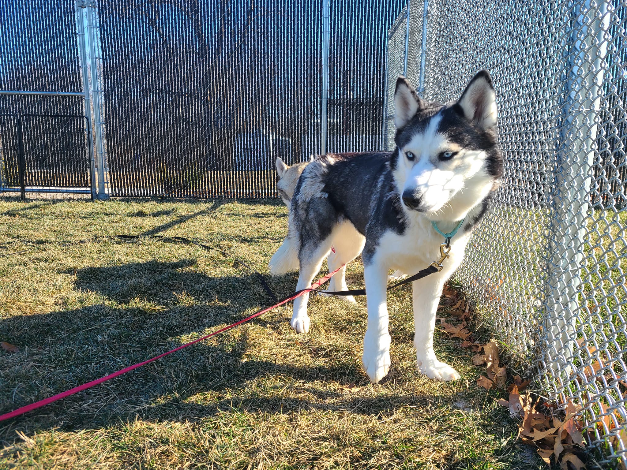 How Tall Of A Fence For A Husky