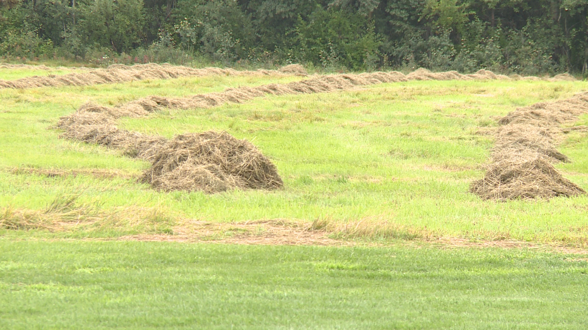 Dry summer leads to hay shortage for some farmers
