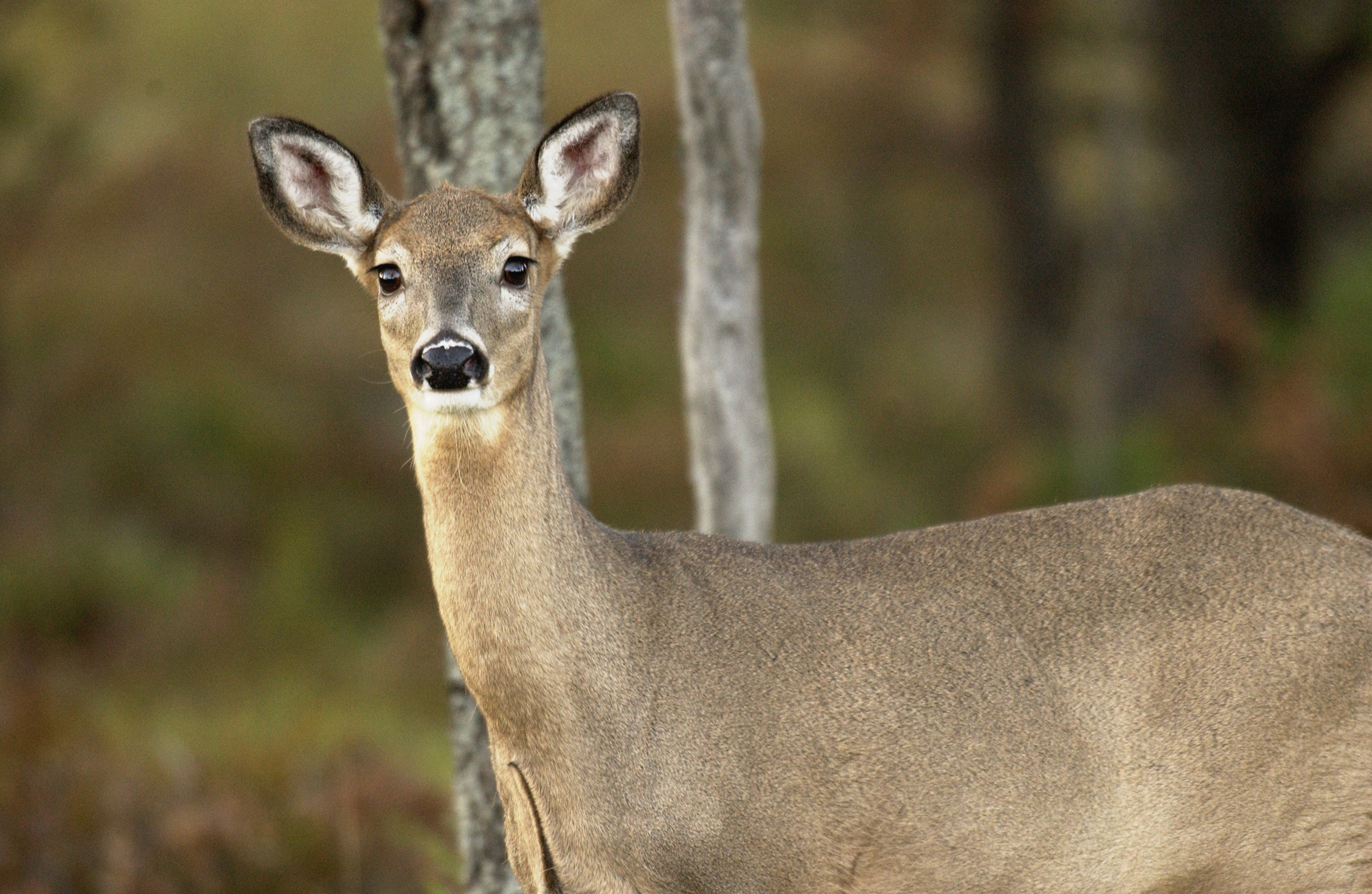 Most Michigan Hunters Won T Need Regular License For Antlerless Deer This Fall Most Michigan Hunters Won T Need Regular License For Antlerless Deer This Fall