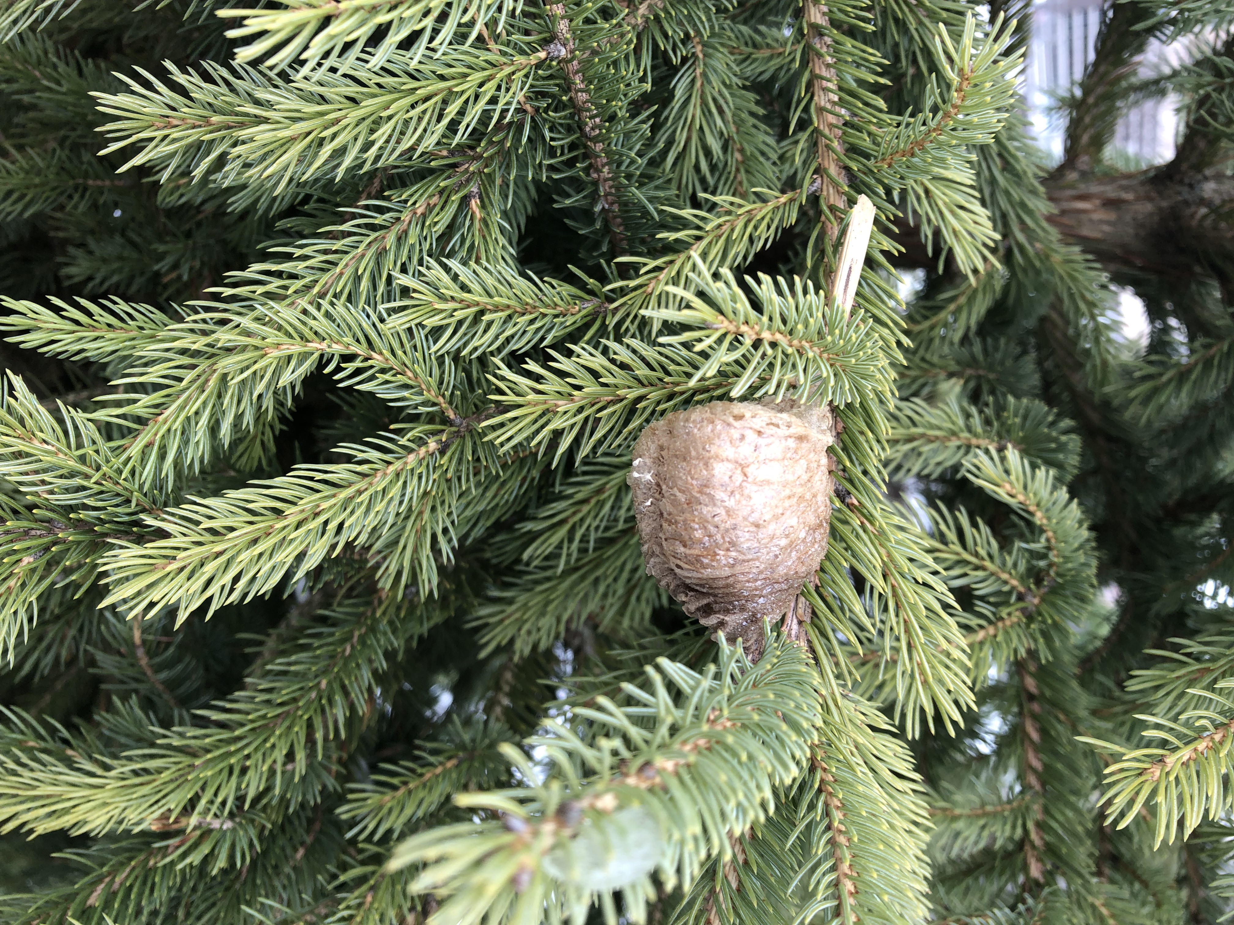 Ohio bug expert warns insect egg cases could be in your Christmas tree