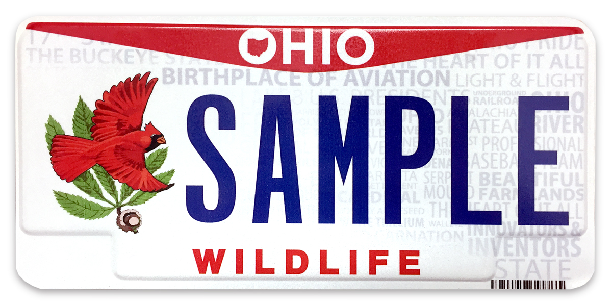 CLEVELAND BROWNS LICENSE PLATE - Everything Buckeyes