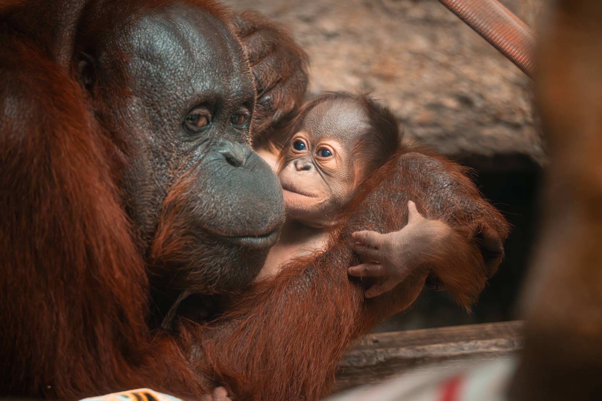 CUTE: Zoo announces birth of baby Bornean orangutan